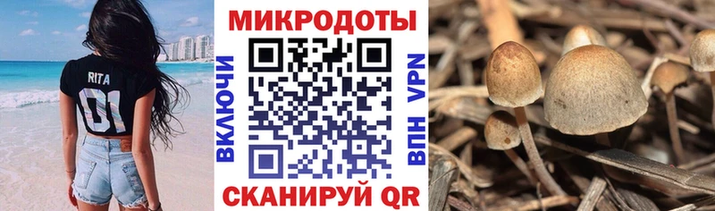 Купить где Осташков Галлюциногенные грибы GOLDEN TEACHER